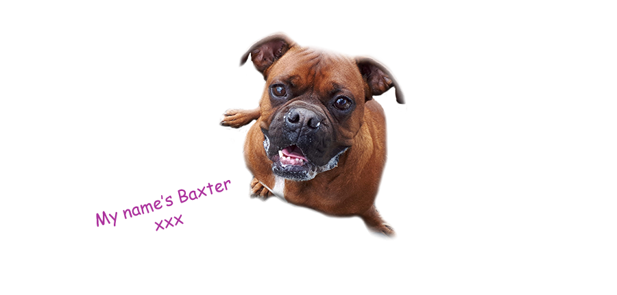 Baxter the dog from Canine Capers of Chester